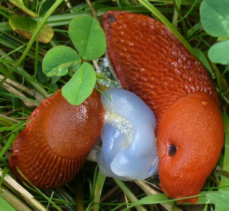 Accouplement Arion rufus