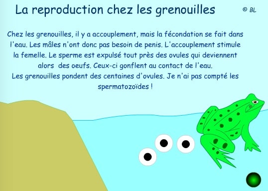 accouplement Grenouille