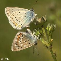 Accouplements insectes