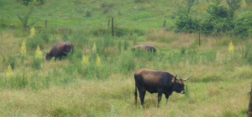 Aurochs à Saulges