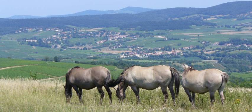 Chevaux de Solutré