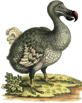 Dodo