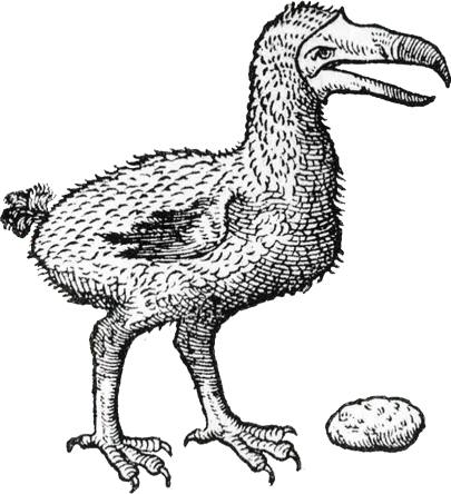 dodo 1605 Neck