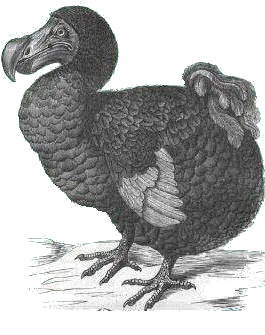 dodo.jpg