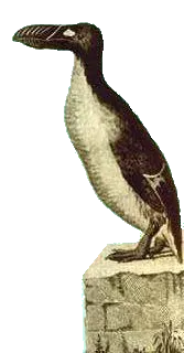 grand pingouin