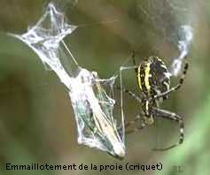 Emmaillottement