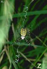 Argiope