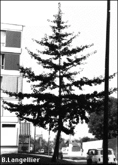 Ginkgo biloba Alençon