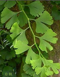 Feuilles