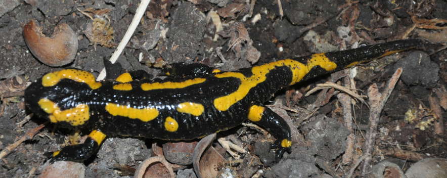 Salamandre