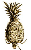 Étude des anomalies végétales Ananas