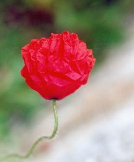 Coquelicot