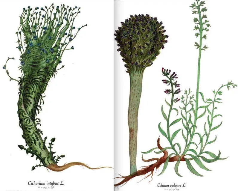 Fasciation Aldrovandi