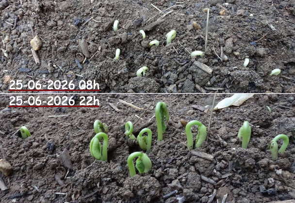 Germination épigée du haticot Germination épigée haticot