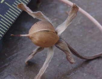 Capsule Ipomée