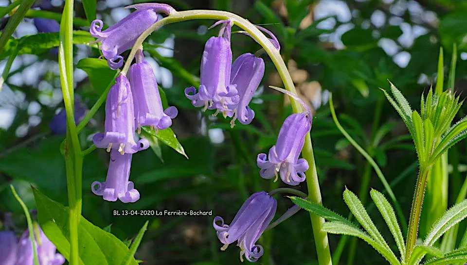 Jacinthe inflorescence