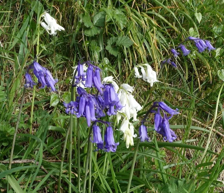Jacinthes bleues blanches