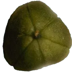 Fruit Jacinthe