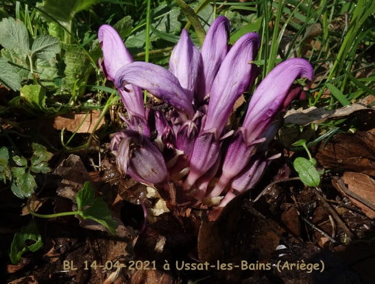 Lathrea clandestina Ussat-les-Bains