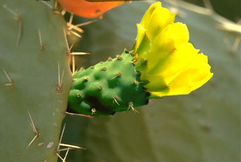 Cactus Opuntia