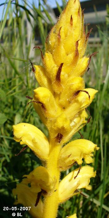 Orobanche