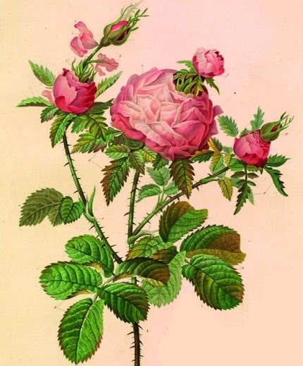 Rose prolifère