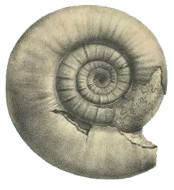 Céphalopode