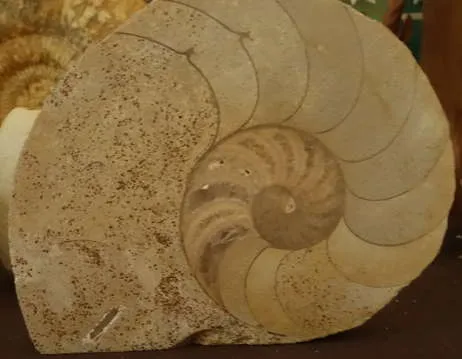 Nautile fossile