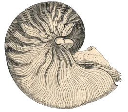 nautile