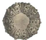 Cidaris