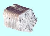 Crinoide