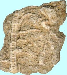 Isocrinus