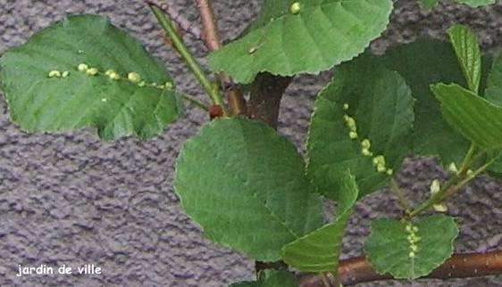 Eriophyes Aulne