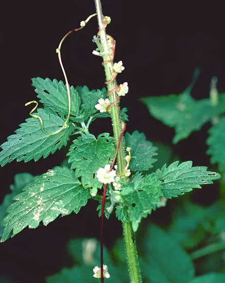Plante grimpante et parasite Cuscute