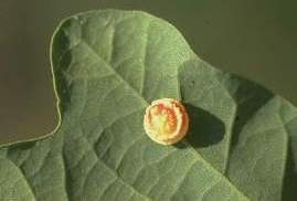 Cynips - Quercus