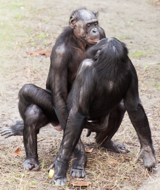 Bonobos Rob Bixby Wikipedia