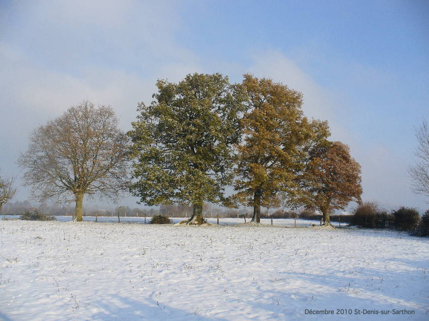 arbres Saint-Denis-sur-Sarthon