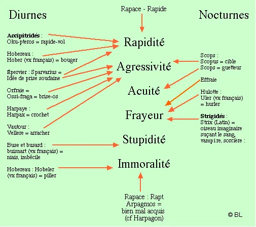 Étymologie Rapaces