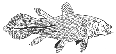 Coelacacanthe