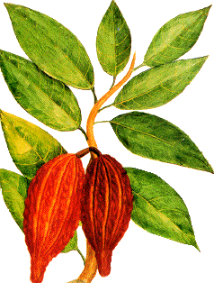 Cabosses du Cacaoyer Cacaoyer