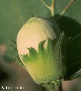 Noisette