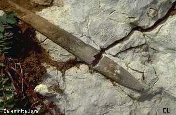 belemnite