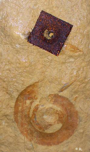 Cintheaux ammonite