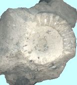 Ammonite Fresville