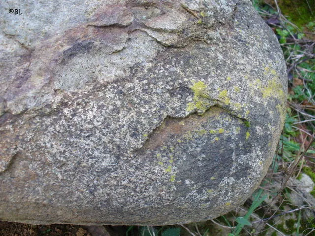 Altération pelure oignon