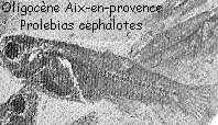 Poisson Prolebias