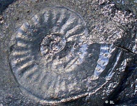 ammonite Holzmaden