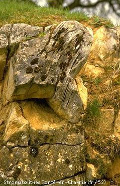 Stromatolites Charnie Mayenne