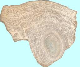 Stromatolites en coupe