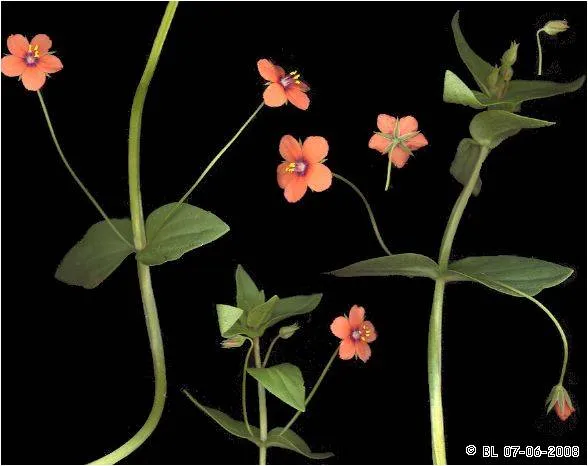 anagallis